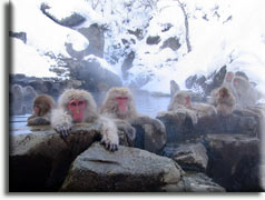 Jigokudani Monkey Park, , 